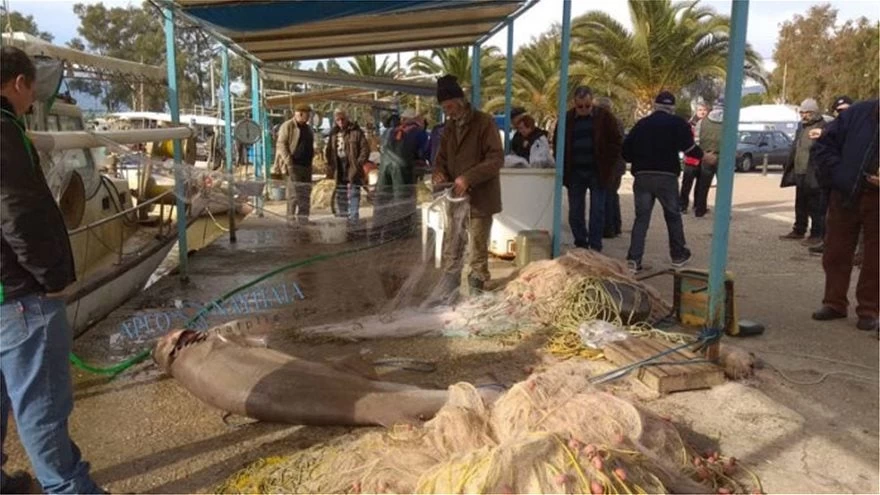 Σκυλόψαρο 150 κιλών στα δίχτυα των ψαράδων – Χαμός στη Νέα Κίο – Δείτε τις εικόνες